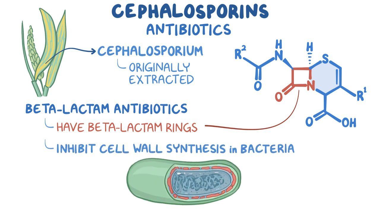 Følelse skruenøgle manipulere First-Generation Cephalosporin's Bacterial Coverages and Treatment  Indications | Practice Updates